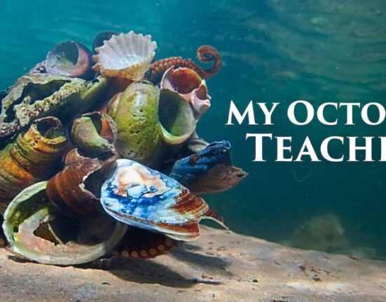 My Octopus Teacher